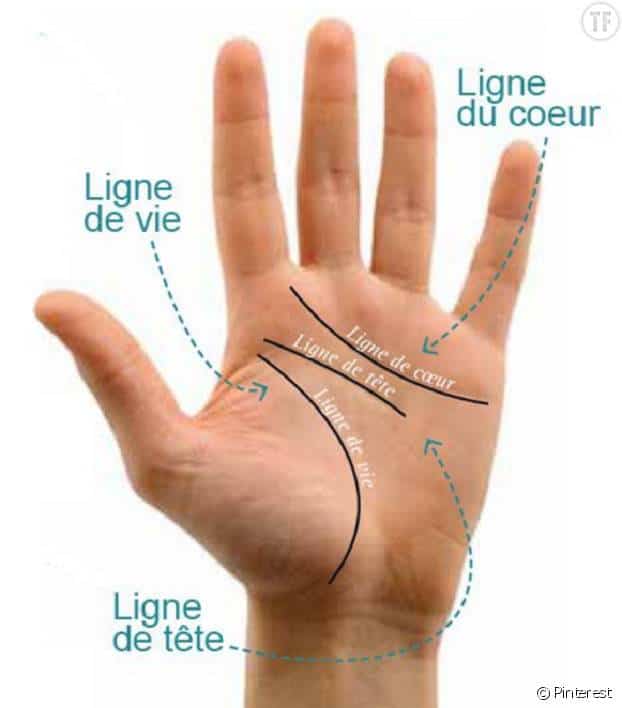 Les différentes lignes de la main