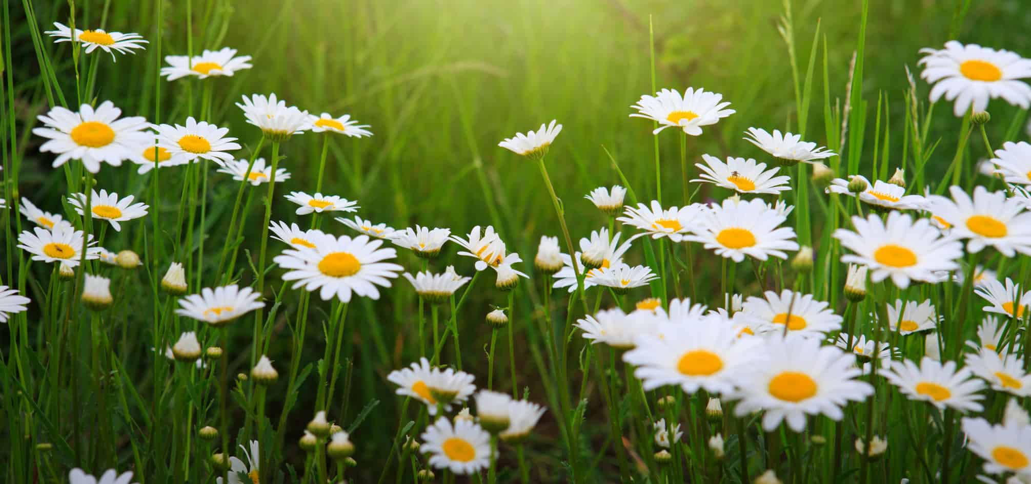tarot des fleurs tarot des fleurs