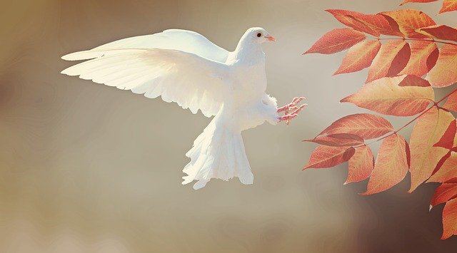 Message spirituel plume blanche Message spirituel plume blanche