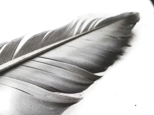 plumes-signification plume signification